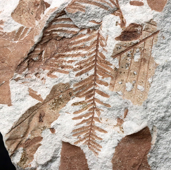 長寿の象徴！国産化石マニアックシリーズ：神戸層群から、メタセコイアの葉を含む葉の化石（その1）