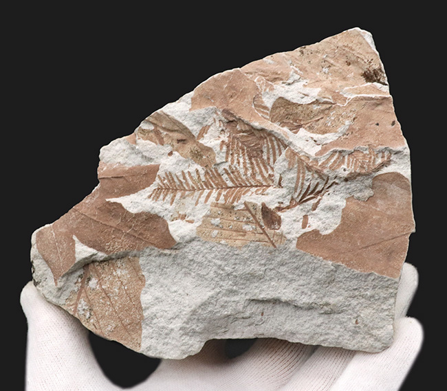 長寿の象徴！国産化石マニアックシリーズ：神戸層群から、メタセコイアの葉を含む葉の化石（その2）