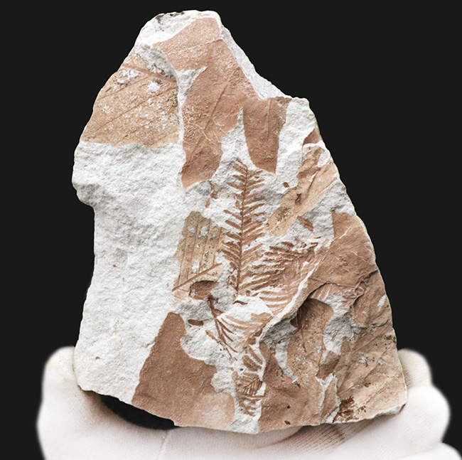 長寿の象徴！国産化石マニアックシリーズ：神戸層群から、メタセコイアの葉を含む葉の化石（その3）