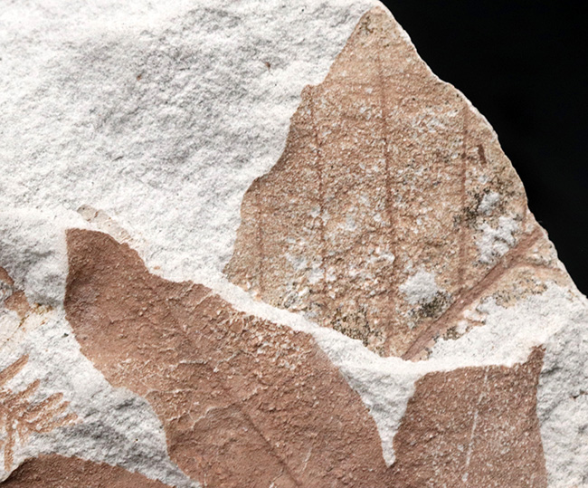 長寿の象徴！国産化石マニアックシリーズ：神戸層群から、メタセコイアの葉を含む葉の化石（その5）
