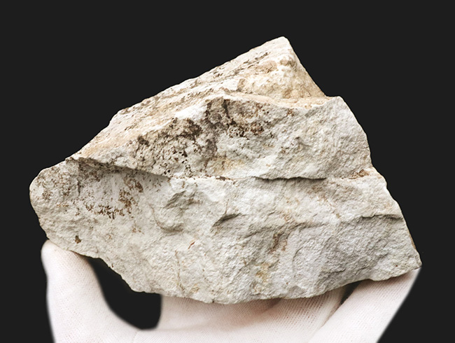 長寿の象徴！国産化石マニアックシリーズ：神戸層群から、メタセコイアの葉を含む葉の化石（その6）