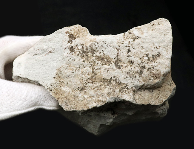 長寿の象徴！国産化石マニアックシリーズ：神戸層群から、メタセコイアの葉を含む葉の化石（その7）