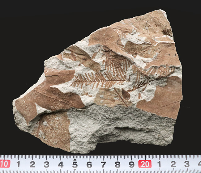 長寿の象徴！国産化石マニアックシリーズ：神戸層群から、メタセコイアの葉を含む葉の化石（その8）