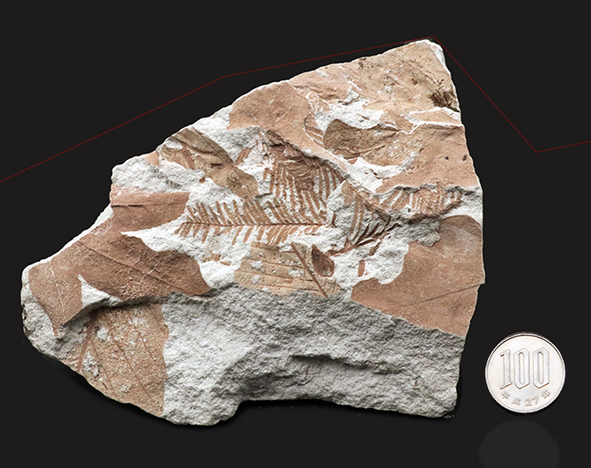 長寿の象徴！国産化石マニアックシリーズ：神戸層群から、メタセコイアの葉を含む葉の化石（その9）