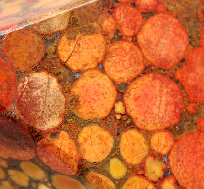 毒々しい模様が個性的で美しい！キングコブラジャスパーのピラミッド型