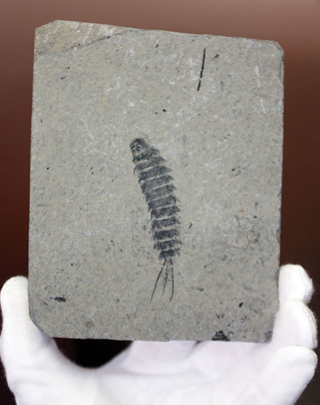 中生代白亜紀前期の昆虫、カゲロウの幼虫（Ephemeropsis sp.）の化石（その1）