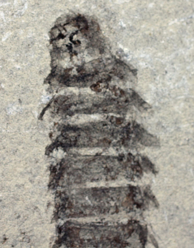 中生代白亜紀前期の昆虫、カゲロウの幼虫（Ephemeropsis sp.）の化石（その2）