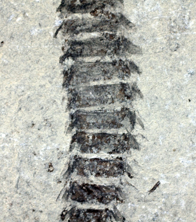 中生代白亜紀前期の昆虫、カゲロウの幼虫（Ephemeropsis sp.）の化石（その3）