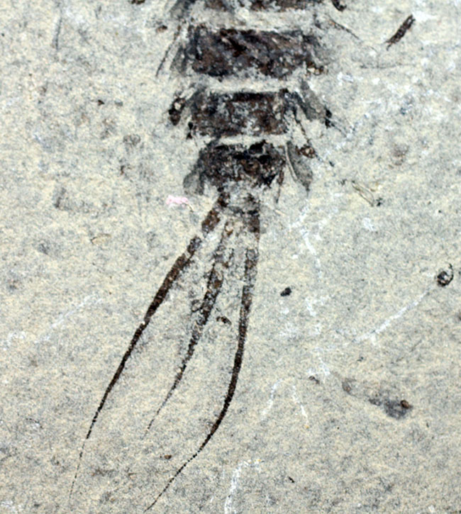 中生代白亜紀前期の昆虫、カゲロウの幼虫（Ephemeropsis sp.）の化石（その4）