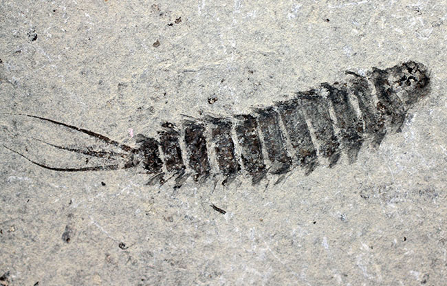中生代白亜紀前期の昆虫、カゲロウの幼虫（Ephemeropsis sp.）の化石（その5）