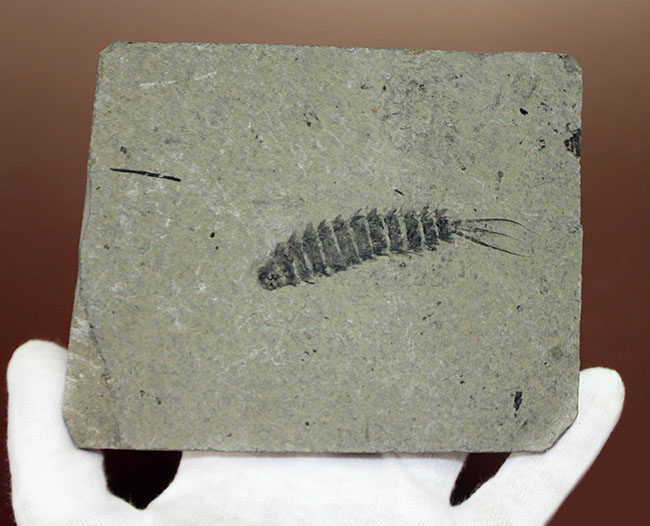 中生代白亜紀前期の昆虫、カゲロウの幼虫（Ephemeropsis sp.）の化石（その6）