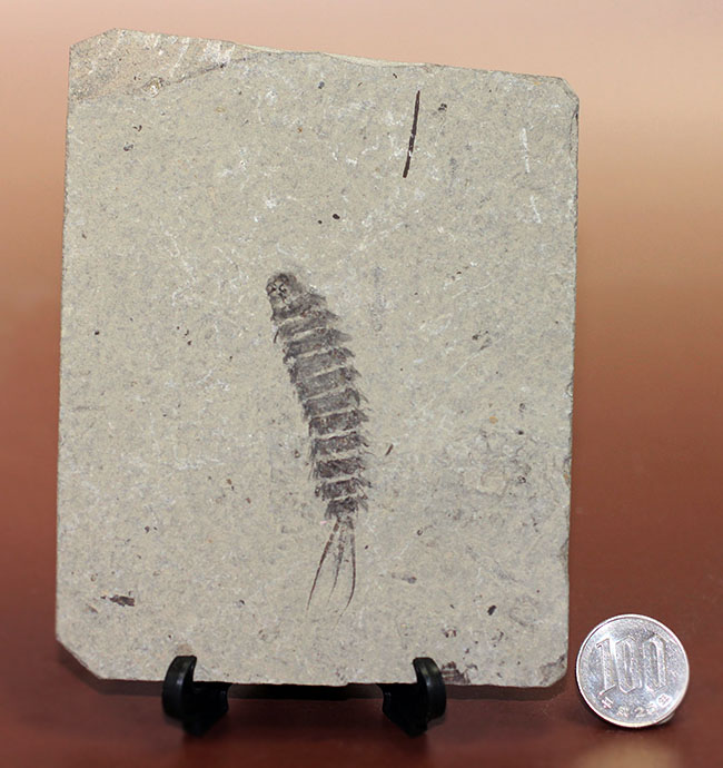 中生代白亜紀前期の昆虫、カゲロウの幼虫（Ephemeropsis sp.）の化石（その9）