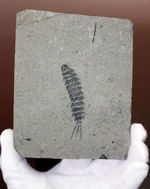 中生代白亜紀前期の昆虫、カゲロウの幼虫（Ephemeropsis sp.）の化石