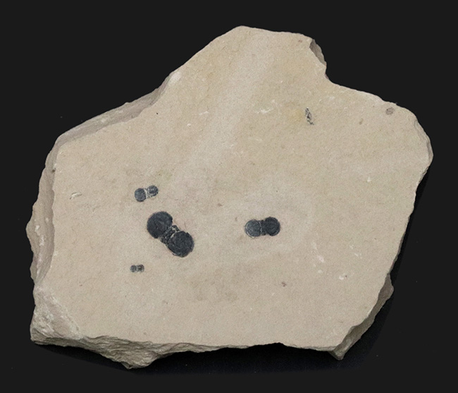 謎多き最初期の三葉虫、ペロノプシス（Peronopsis interstrictus）のマルチプレート化石（その1）