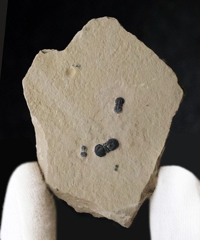 謎多き最初期の三葉虫、ペロノプシス（Peronopsis interstrictus）のマルチプレート化石（その2）