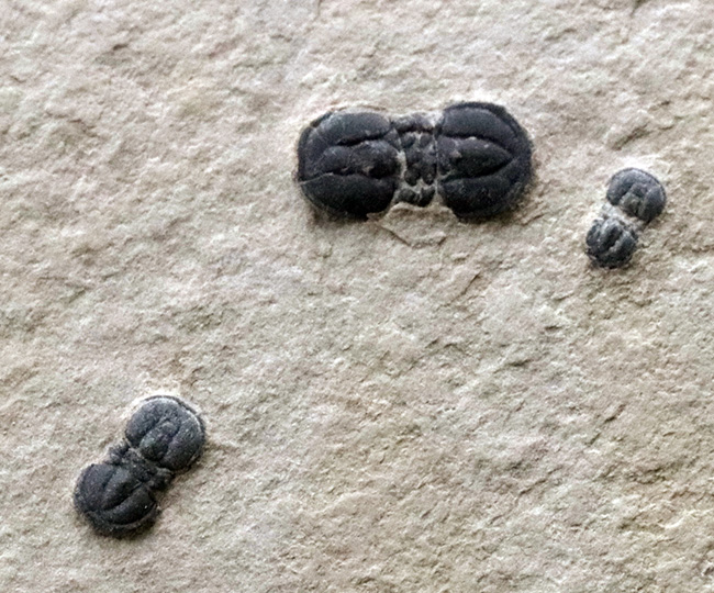 謎多き最初期の三葉虫、ペロノプシス（Peronopsis interstrictus）のマルチプレート化石（その3）