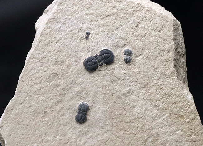 謎多き最初期の三葉虫、ペロノプシス（Peronopsis interstrictus）のマルチプレート化石（その4）