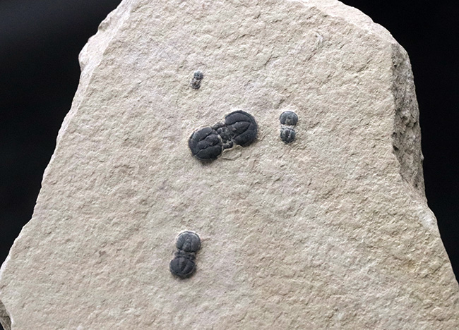 謎多き最初期の三葉虫、ペロノプシス(Peronopsis interstrictus)のマルチプレート化石(その4)