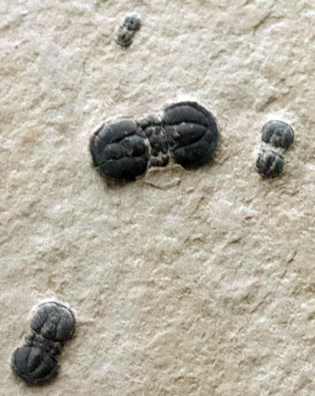謎多き最初期の三葉虫、ペロノプシス（Peronopsis interstrictus）のマルチプレート化石（その7）
