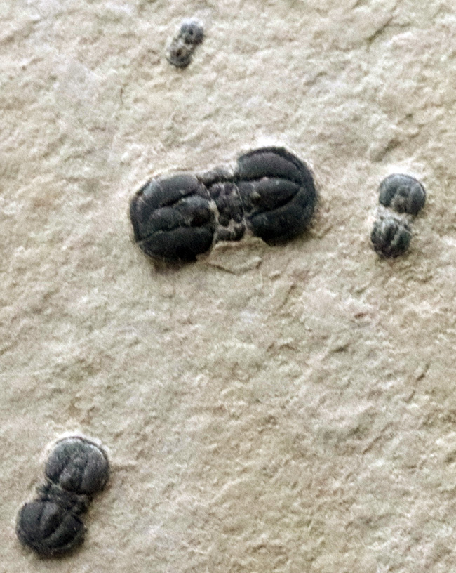 謎多き最初期の三葉虫、ペロノプシス(Peronopsis interstrictus)のマルチプレート化石(その7)
