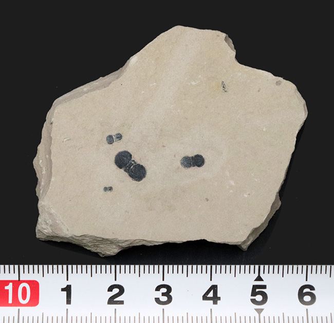 謎多き最初期の三葉虫、ペロノプシス(Peronopsis interstrictus)のマルチプレート化石(その8)