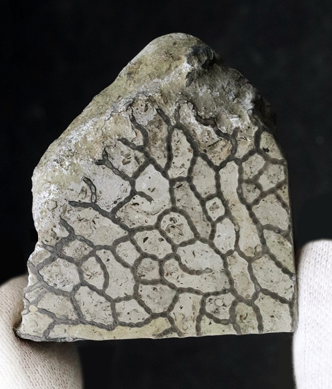 最初のサンゴの一つ、希少なクサリサンゴ、ハリシテス（Halysites）の化石（その1）