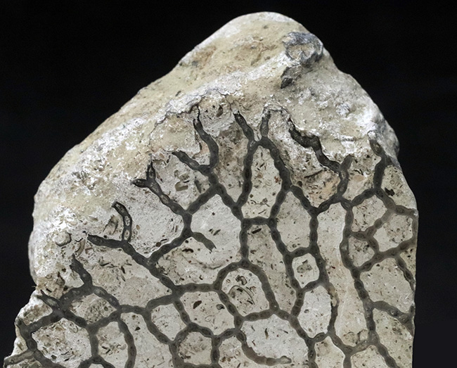 最初のサンゴの一つ、希少なクサリサンゴ、ハリシテス（Halysites）の化石（その2）