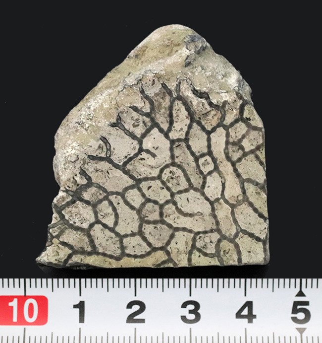 最初のサンゴの一つ、希少なクサリサンゴ、ハリシテス（Halysites）の化石（その7）