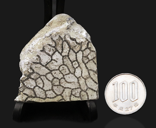 最初のサンゴの一つ、希少なクサリサンゴ、ハリシテス（Halysites）の化石（その8）