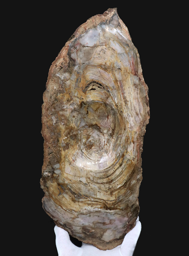 樹皮や年輪がそのまま保存!36センチオーバー、これぞ巨木の珪化木(Petrified wood)(その1)
