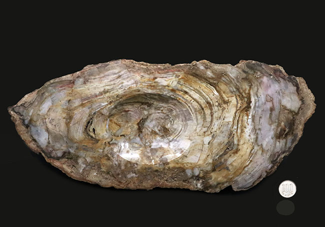 樹皮や年輪がそのまま保存!36センチオーバー、これぞ巨木の珪化木(Petrified wood)(その10)