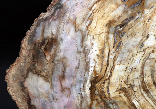 樹皮や年輪がそのまま保存！３６センチオーバー、これぞ巨木の珪化木（Petrified wood）（その2）