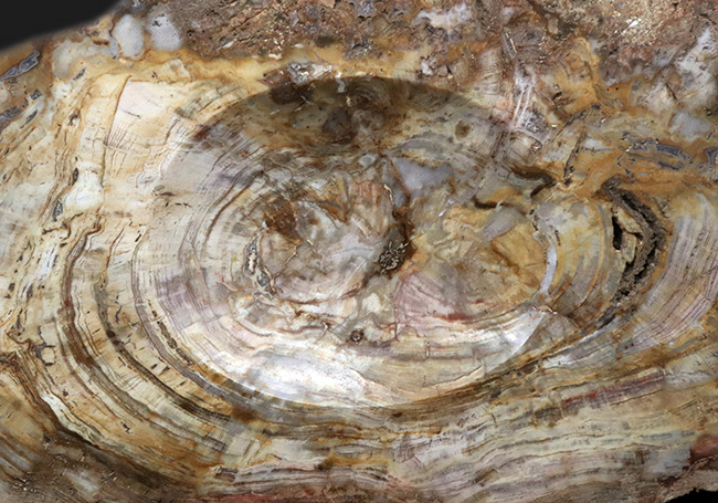 樹皮や年輪がそのまま保存！３６センチオーバー、これぞ巨木の珪化木（Petrified wood）（その3）