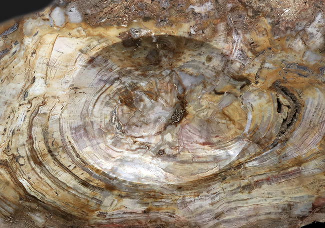 樹皮や年輪がそのまま保存!36センチオーバー、これぞ巨木の珪化木(Petrified wood)(その3)