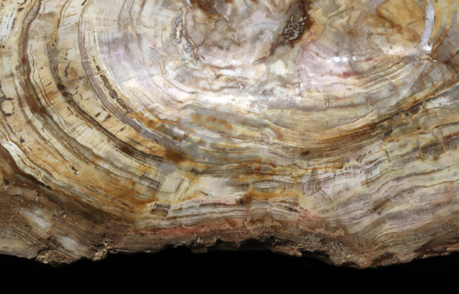 樹皮や年輪がそのまま保存!36センチオーバー、これぞ巨木の珪化木(Petrified wood)(その4)