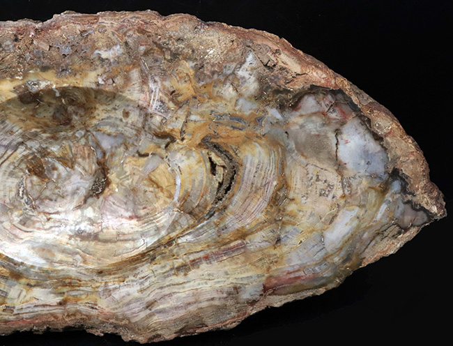 樹皮や年輪がそのまま保存!36センチオーバー、これぞ巨木の珪化木(Petrified wood)(その5)