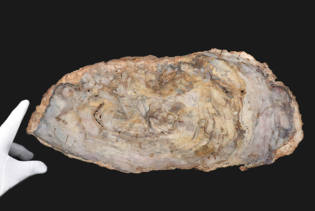 樹皮や年輪がそのまま保存!36センチオーバー、これぞ巨木の珪化木(Petrified wood)(その6)