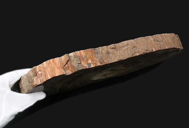 樹皮や年輪がそのまま保存!36センチオーバー、これぞ巨木の珪化木(Petrified wood)(その7)