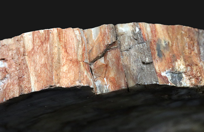 樹皮や年輪がそのまま保存！36センチオーバー、これぞ巨木の珪化木