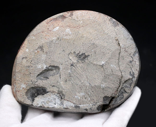 色良し、状態良し、サイズ良し、三拍子揃ったコレクショングレードのゴニアタイト（Goniatite）の化石。アンモナイトの始祖的存在（その8）