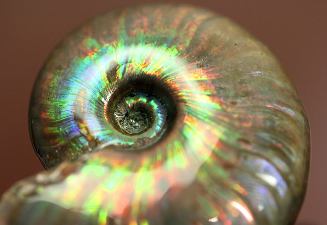 これぞ極彩色の世界、色が濃い！目が痛い！マダガスカル産遊色