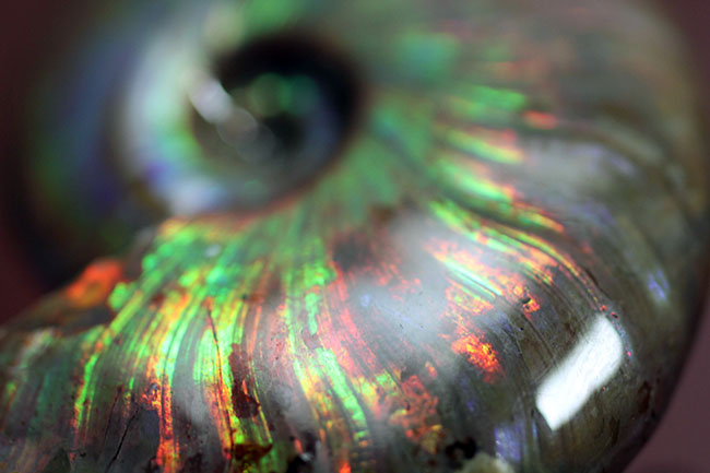 これぞ極彩色の世界、色が濃い！目が痛い！マダガスカル産遊色