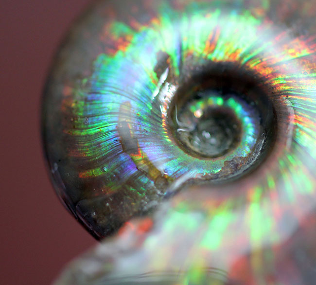 これぞ極彩色の世界、色が濃い！目が痛い！マダガスカル産遊色