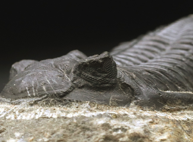 保存状態良好!古生代デボン紀の三葉虫、メタカンティナ(Metacanthina)の上質化石(その10)