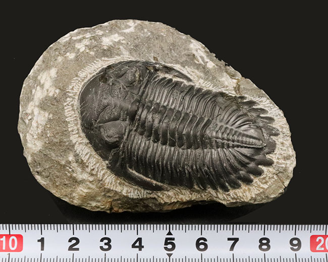 保存状態良好!古生代デボン紀の三葉虫、メタカンティナ(Metacanthina)の上質化石(その12)