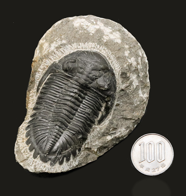 保存状態良好!古生代デボン紀の三葉虫、メタカンティナ(Metacanthina)の上質化石(その13)