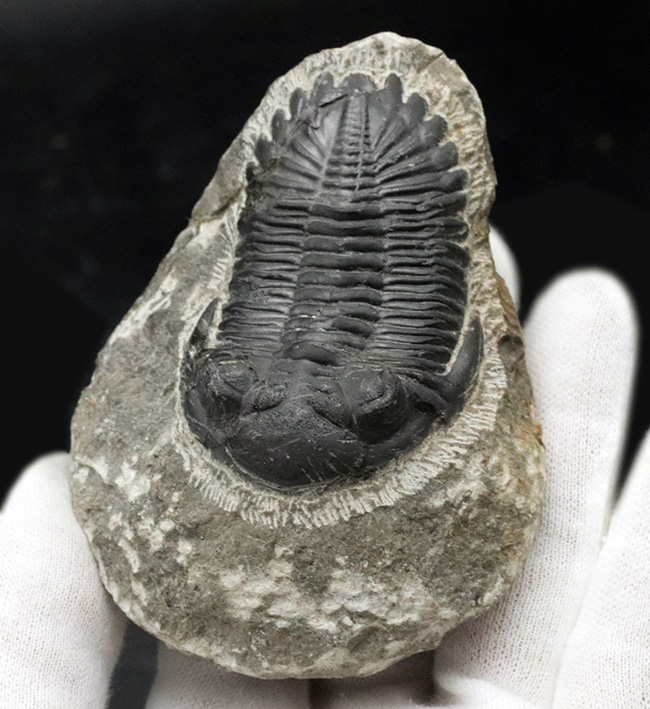 保存状態良好!古生代デボン紀の三葉虫、メタカンティナ(Metacanthina)の上質化石(その2)
