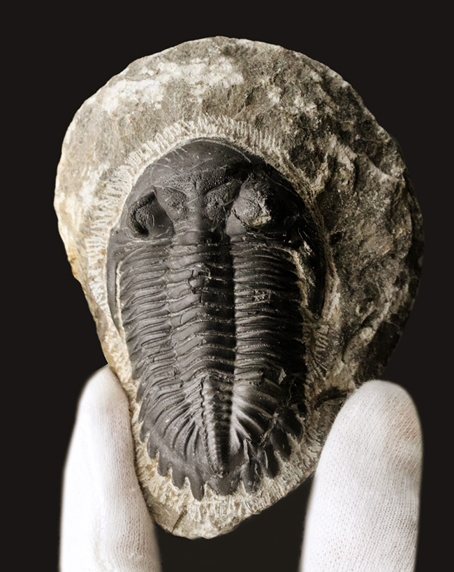 保存状態良好！古生代デボン紀の三葉虫、メタカンティナ（Metacanthina）の上質化石（その3）