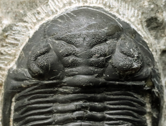 保存状態良好!古生代デボン紀の三葉虫、メタカンティナ(Metacanthina)の上質化石(その4)