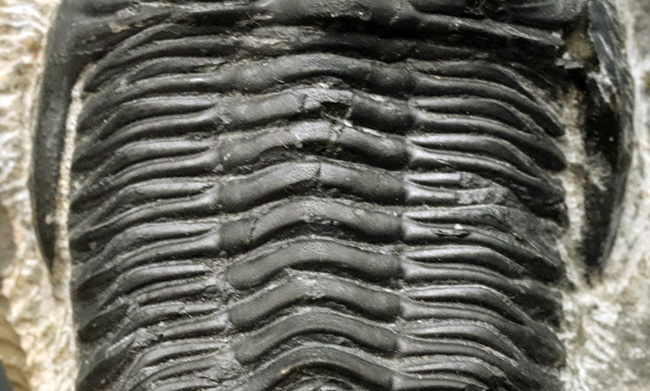 保存状態良好！古生代デボン紀の三葉虫、メタカンティナ（Metacanthina